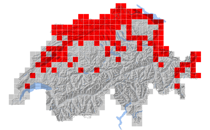 Verbreitung des Grauspechts in der Schweiz