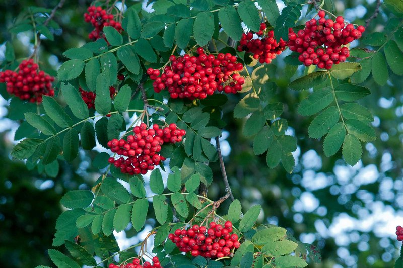 Rote Beeren an einem Strauch
