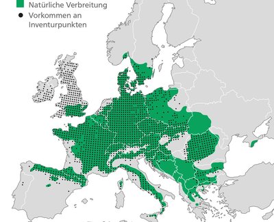 map showing beech distribution 