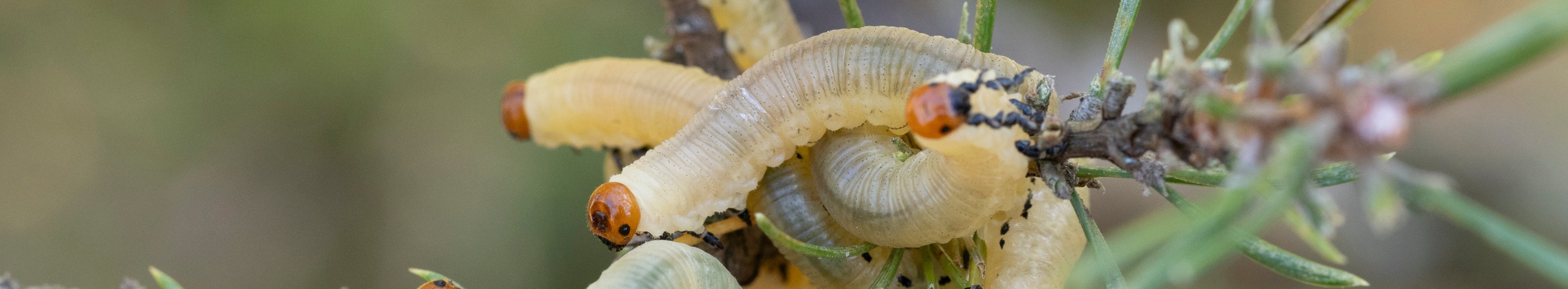 hellgrüne Raupen an einem Kiefernzweig