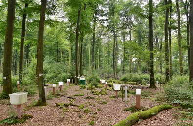 Untersuchungsgeräte zur Niederschlagsmessung auf Waldboden