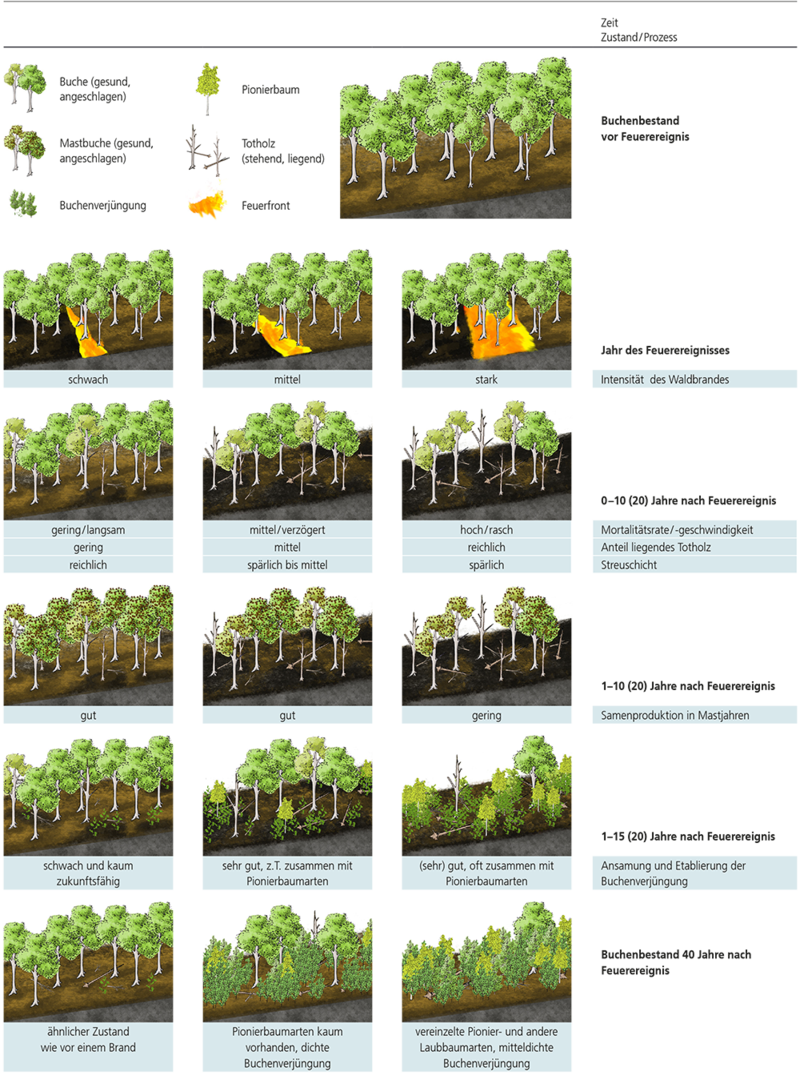 Schematische Darstellung der Bestandesdynamik in unterschiedlich stark brandgeschädigten Buchenwäldern. Illustrationen: Silvana Wölfle