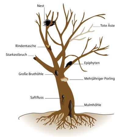Zeichnung eines Baumes mit Mikrohabitaten