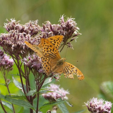 zwei bräunliche Schmetterlinge auf eine Blume