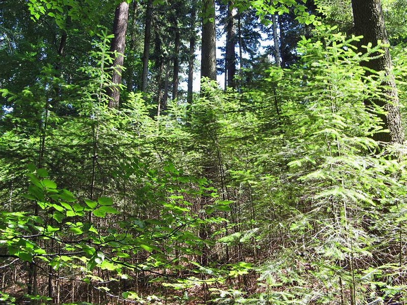 Douglasien Naturverjüngung