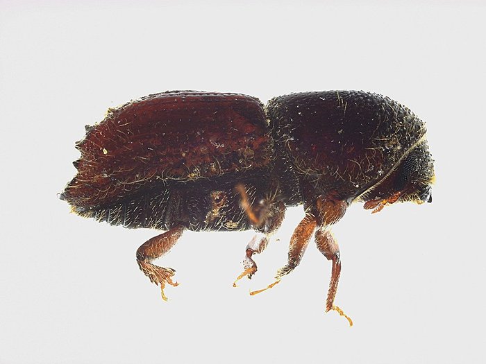 double-spined bark beetle (Ips duplicatus)