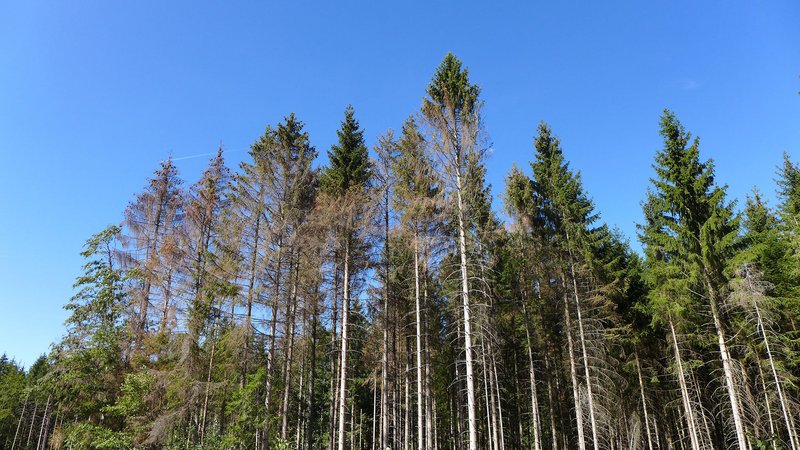 Borkenkäferbefall in einem Fichtenbestand: Trotz rückläufiger Schäden bleibt der Buchdrucker weiterhin die bedeutendste Insektenart im Waldschutzgeschehen Baden-Württembergs.