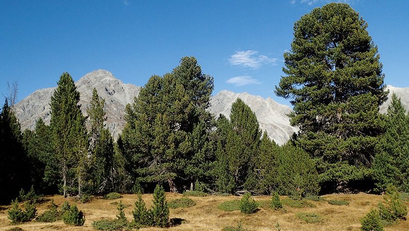 Steadfast Swiss stone pines in a dynamic habitat