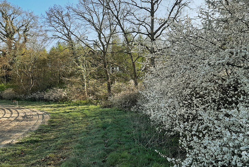 Waldrand mit blühenden Bäumen
