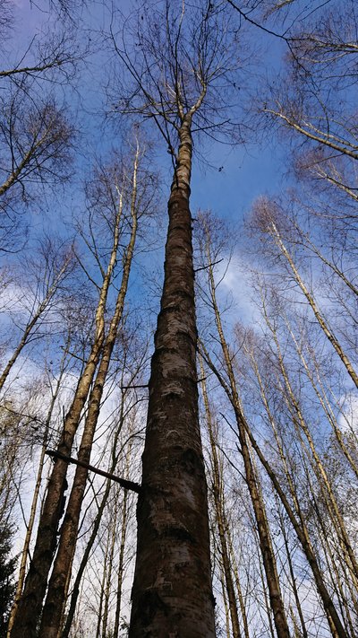 Moorbirke mit gerader Schaftform
