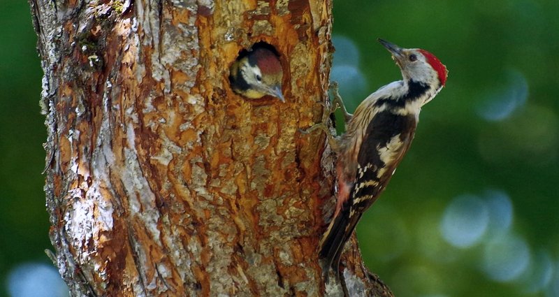 Middle spotted woodpecker feeding its young