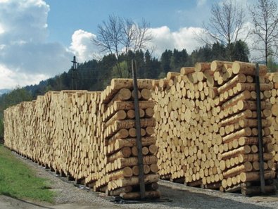 Préséchage des troncs destinés à la production de laine de bois, sur le site de l’entreprise.