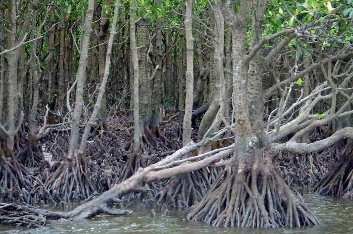 Wurzelwerk  der Mangroven
