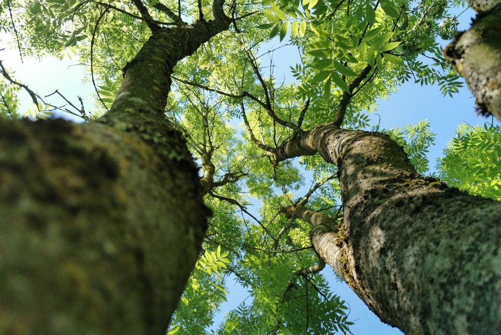 Zwei große Eschen von unten fotografiert