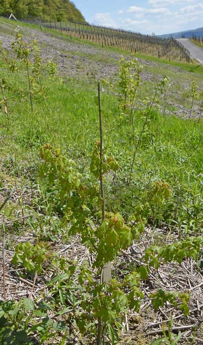Feldahorn auf der Versuchsfläche bei Kesten im ersten Jahr nach der Pflanzung. Im Hintergrund sind bewirtschaftete Rebflächen zu sehen.