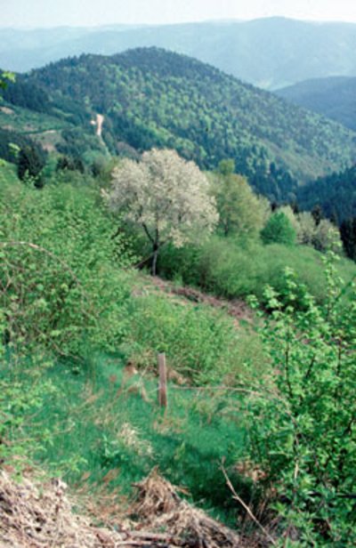 Projektgebiet Mittlerer Schwarzwald