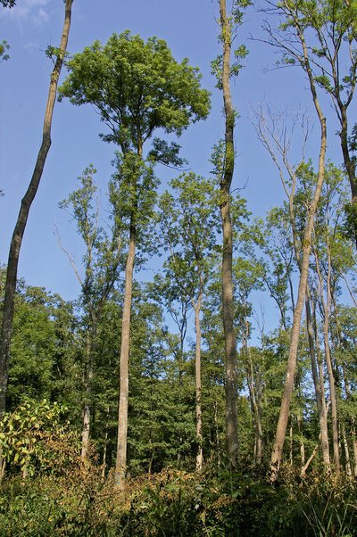 Schenbestand mit zurücksterbenden, lichten Kronen und einzelnen vitalen Eschen