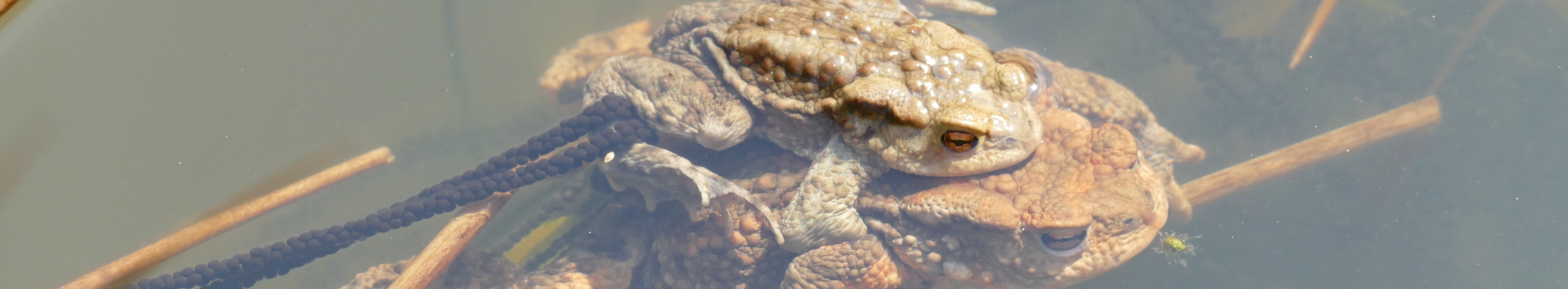 ein Paar der Erdkröte (Weibchen mit dem sich auf seinem Rücken festklammernden Männchen) bei der Eiablage, zwischen Binsenhalmen sind die Laichschnüre zu sehen