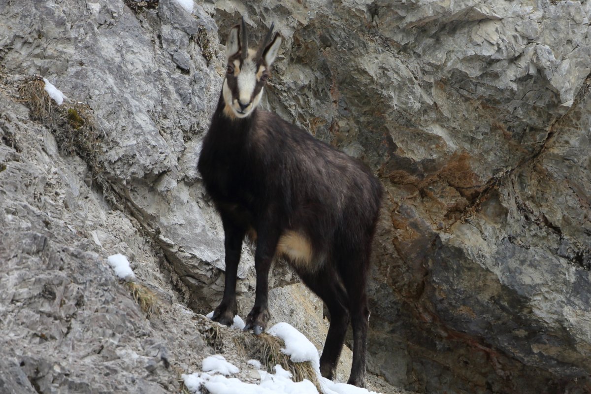 Genetische Struktur der Gams im bayerischen Alpenraum 1 Genetische Struktur der Gams im bayerischen Alpenraum