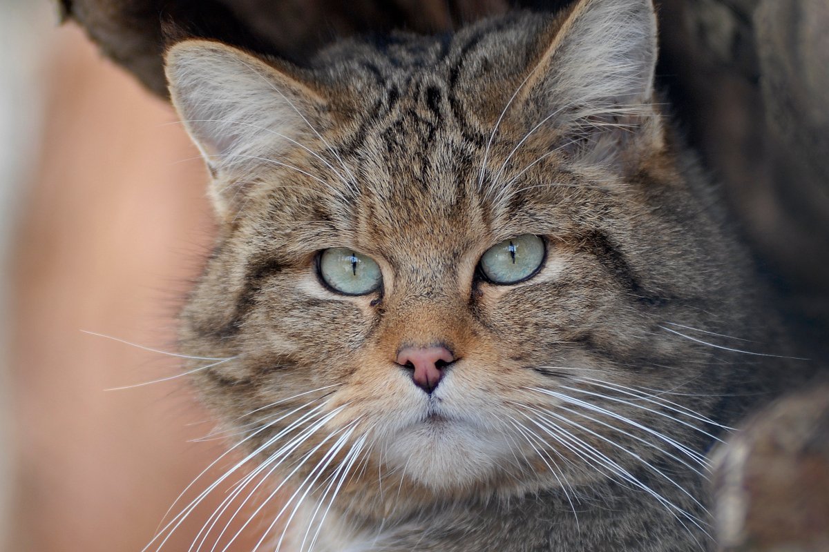 Wildkatzen in Bayern: Nutzung von Wald und Kulturlandschaft 1 Wildkatzen in Bayern: Nutzung von Wald und Kulturlandschaft