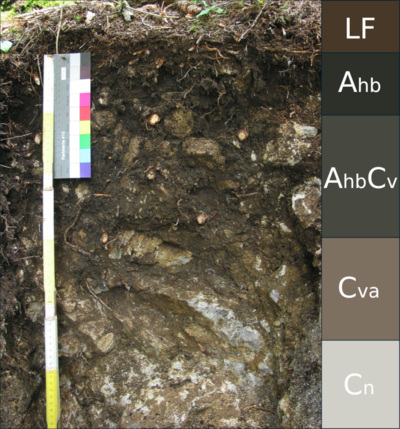 Querschnitt des Bodentyps Rendzina mit Ausweisung der genetischen Horizonte auf der rechten Seite