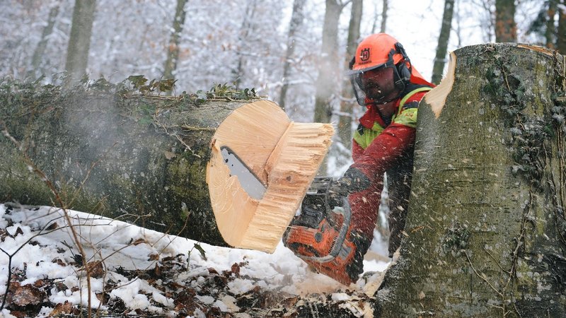 Fällarbeiten im Winter