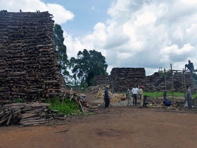 Holzvorrat zur Teetrocknung bei Ijenda.