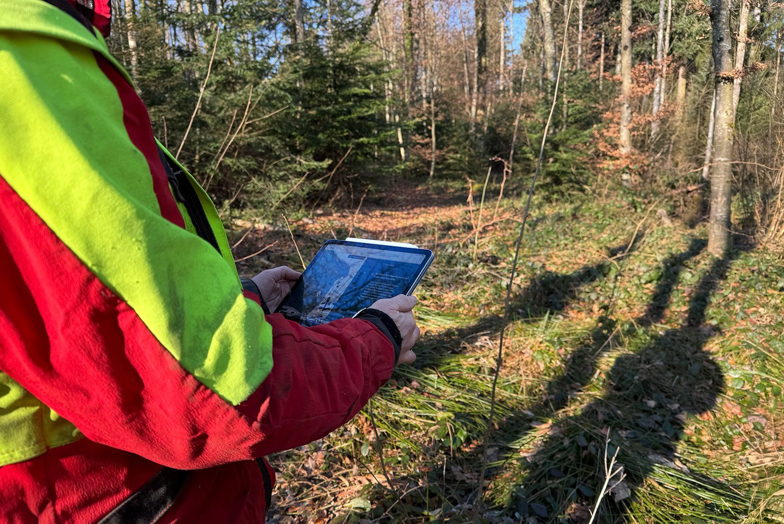 pianificazione forestale del futuro