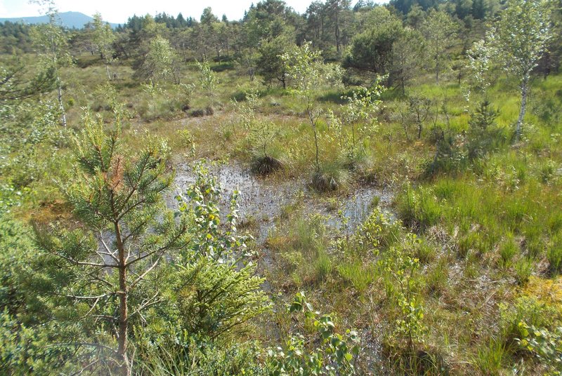 Lichter Moorwald mit jungen Kiefern und Birken, feuchten, teilweise wassergefüllten Senken und dichter moortypischer Vegetation; im Hintergrund bewaldete Hügel.