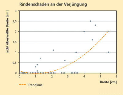 Rindenschäden an der Verjüngung