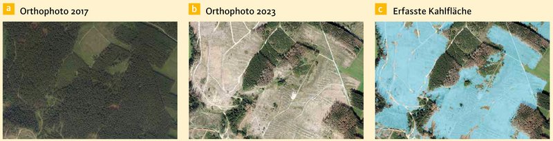 Ein Vergleich von Orthofotos einer LWF-Befliegung