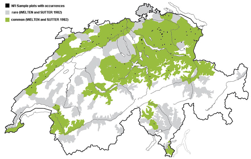 Occurrences of yew trees in Switzerland