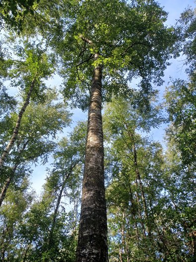 geradeschaftiger Laubbaum mit weißer Rinde