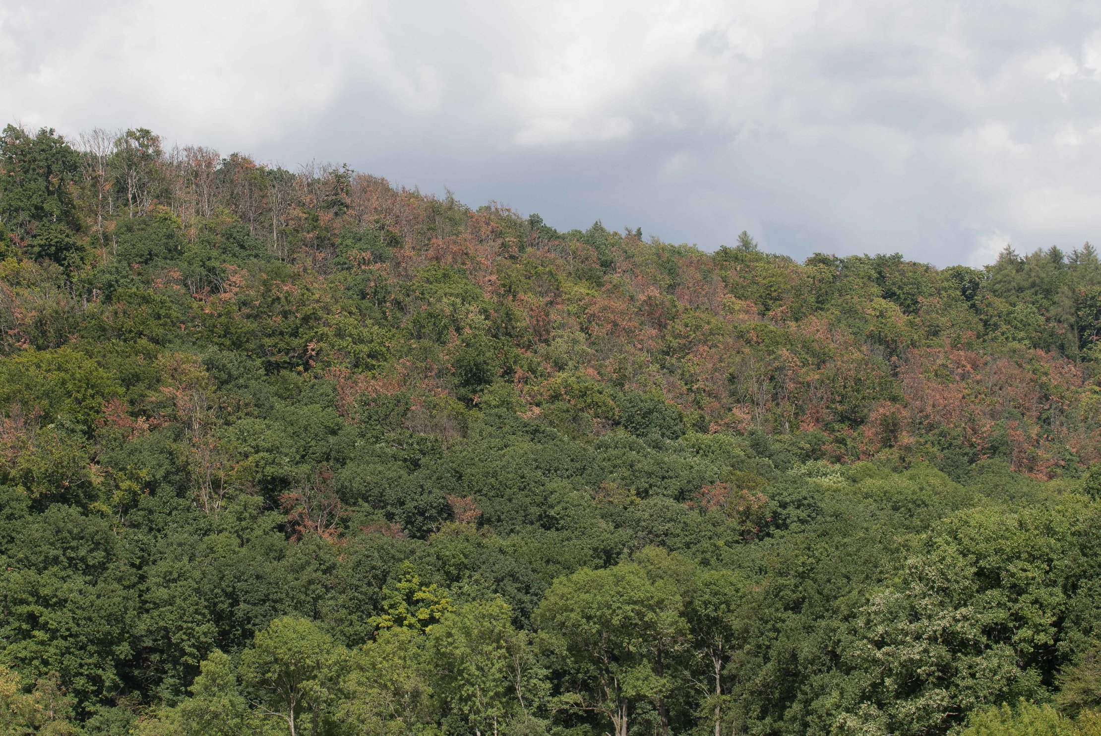 Laubwald mit braunen Kronen