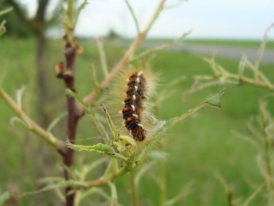 Raupe auf einem Blatt, von dem nur noch die Blattrippen übrig sind