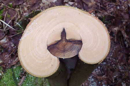 Verticillium*-Welke bei Bergahorn - waldwissen.net