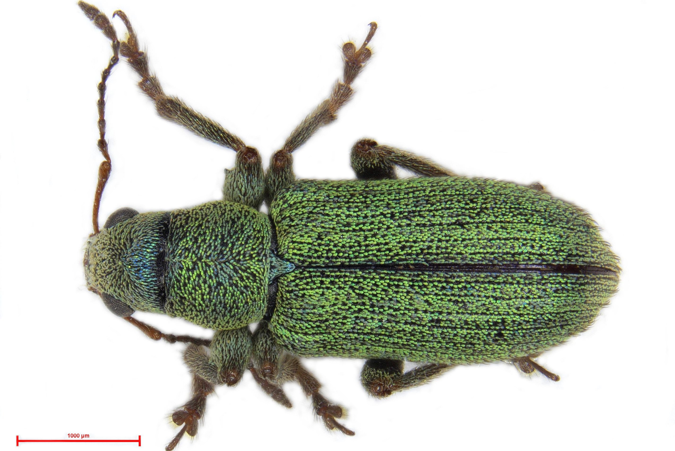 Rückenansicht des Rüsselkäfer Pachyrhinus lethierryi