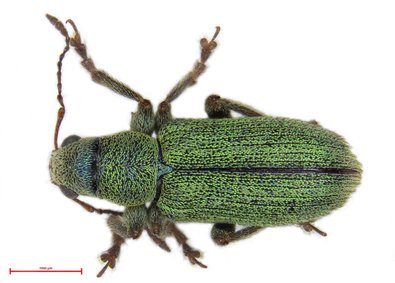 Dorsalsicht von Pachyrhinus lethierryi