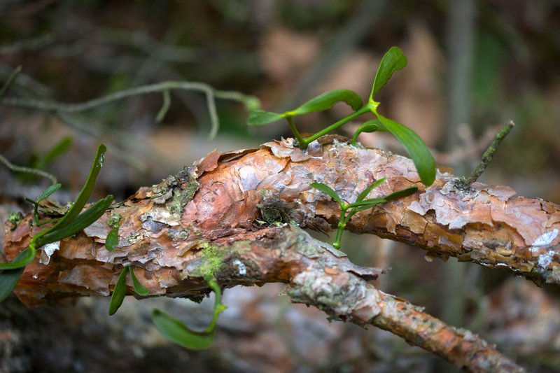 Kleine grünen Pflanzen wachsen aus einem Kiefernzweig