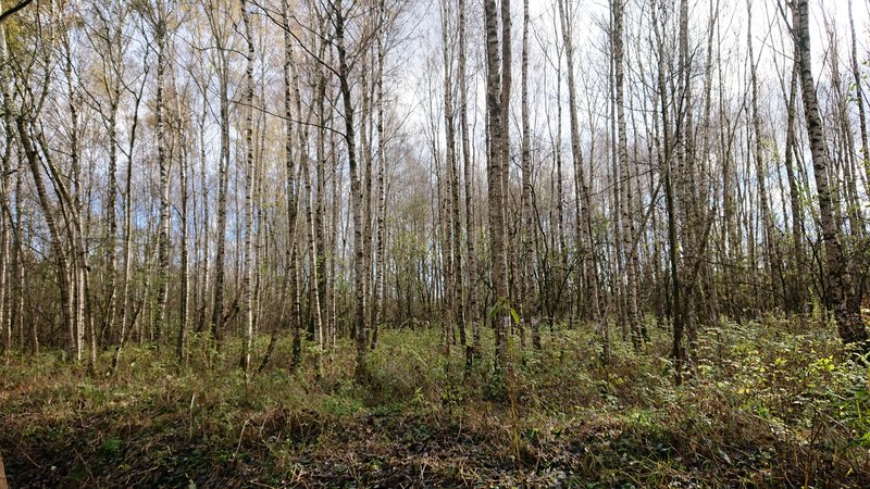 Viele schmale Bäume mit kleiner Krone und weißlicher Rinde