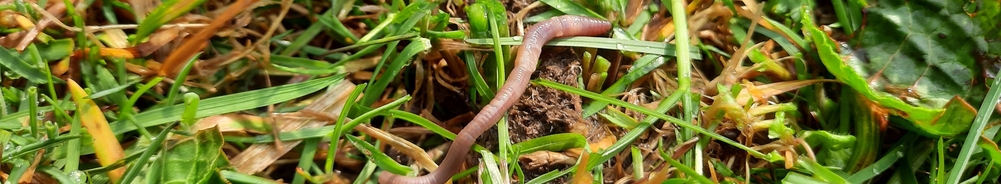 Ein Regenwurm auf einer Wiese