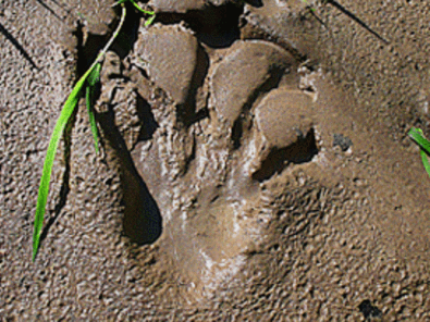 beaver’s imprint in mud on a river bank