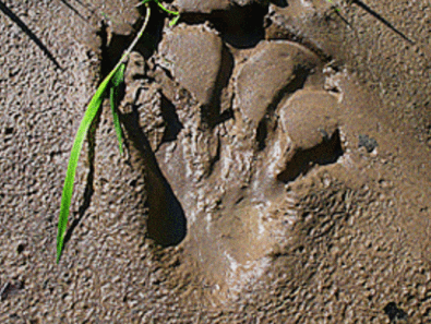 beaver’s imprint in mud on a river bank