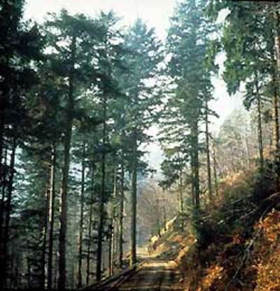 Tannen-Buchen-Bergwald