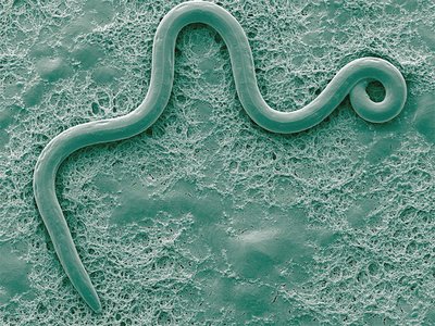 Kiefernholznematode