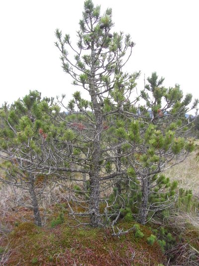 Spirke mit dicht stehenden, langen Nadeln und mehreren Zapfen auf einem Moorstandort; im Hintergrund sind weitere Spirken und Moorvegetation zu sehen.