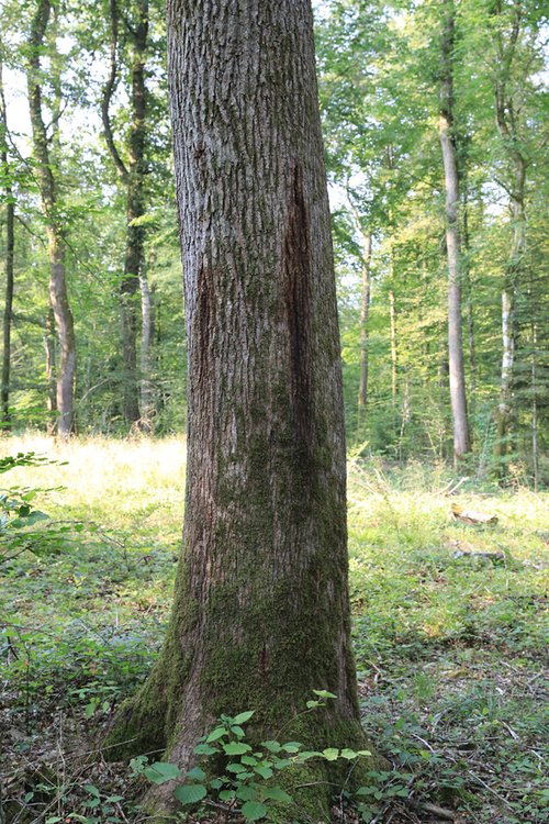 Bacterial bark exsudation on a red oak