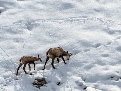 Chamois with fawn in the snow