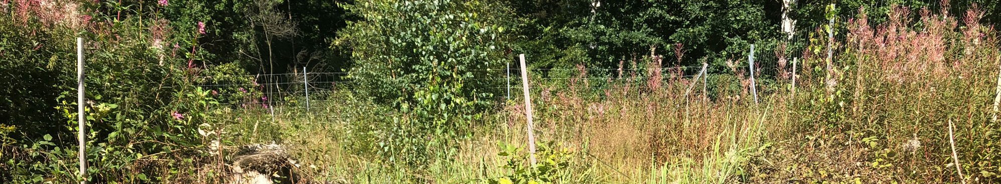 Mit Eichen neue Wälder begründen