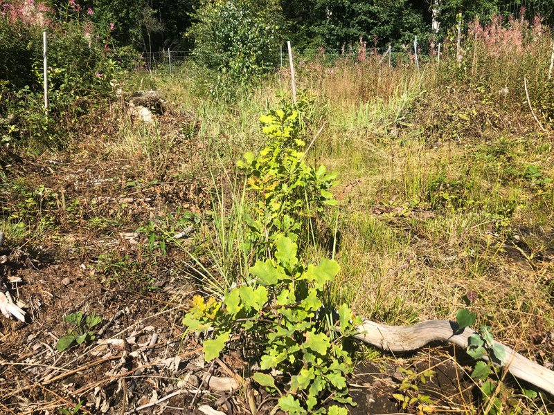 Mit Eichen neue Wälder begründen